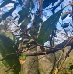 Unidentified Other Tree by Aussiegall