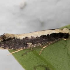 Monopis ethelella (Dead Sheep's Moth) at Melba, ACT - 7 Sep 2024 by kasiaaus