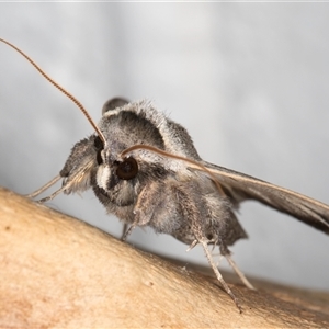 Pantydia canescens at Melba, ACT - 7 Sep 2024 10:13 PM