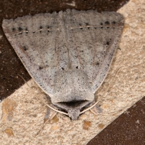 Pantydia canescens at Melba, ACT - 7 Sep 2024 10:13 PM