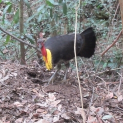 Alectura lathami (Australian Brush-turkey) at North Rocks, NSW - 8 Sep 2024 by IdleWanderer