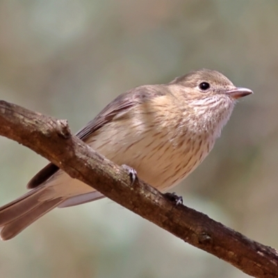 Pachycephala rufiventris (Rufous Whistler) at Higgins, ACT - 7 Sep 2024 by Trevor