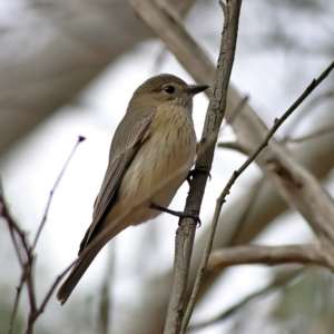 Pachycephala rufiventris at Higgins, ACT - 7 Sep 2024 10:57 AM