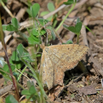 Scopula rubraria (Reddish Wave, Plantain Moth) at Higgins, ACT - 7 Sep 2024 by MichaelWenke