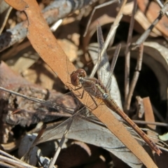 Diplacodes bipunctata (Wandering Percher) at Higgins, ACT - 7 Sep 2024 by Trevor