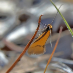 Philobota undescribed species near arabella (A concealer moth) at Higgins, ACT - 7 Sep 2024 by MichaelWenke