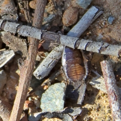 Blattidae sp. (family) (Unidentified blattid cockroach) at Higgins, ACT - 7 Sep 2024 by Trevor