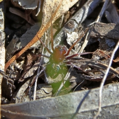 Habronestes bradleyi (Bradley's Ant-Eating Spider) at Higgins, ACT - 7 Sep 2024 by Trevor