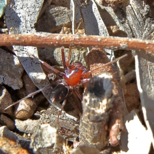 Habronestes bradleyi at Higgins, ACT - 7 Sep 2024