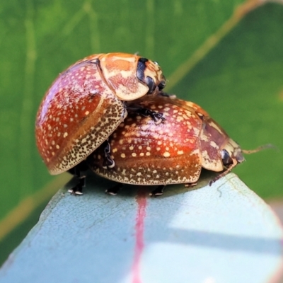 Paropsisterna decolorata (A Eucalyptus leaf beetle) at West Wodonga, VIC - 8 Sep 2024 by KylieWaldon