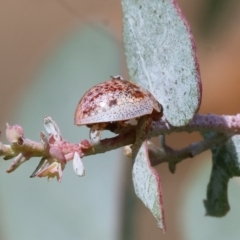 Paropsisterna m-fuscum (Eucalyptus Leaf Beetle) at West Wodonga, VIC - 7 Sep 2024 by KylieWaldon