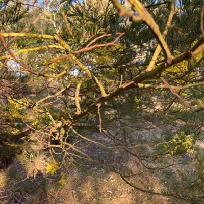 Acacia decurrens (Green Wattle) at Hackett, ACT - 5 Sep 2024 by waltraud