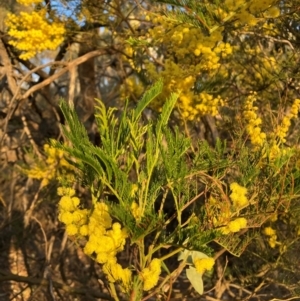 Acacia decurrens at Hackett, ACT - 5 Sep 2024 05:12 PM