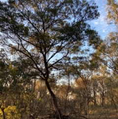 Acacia decurrens at Hackett, ACT - 5 Sep 2024 05:12 PM