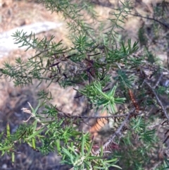 Cassinia aculeata subsp. aculeata (Dolly Bush, Common Cassinia, Dogwood) at Hackett, ACT - 5 Sep 2024 by waltraud