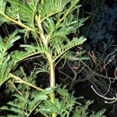 Acacia decurrens (Green Wattle) at Hackett, ACT - 5 Sep 2024 by waltraud