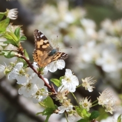 Vanessa kershawi (Australian Painted Lady) at West Wodonga, VIC - 8 Sep 2024 by KylieWaldon