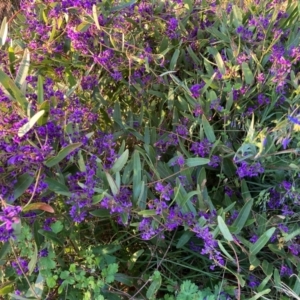 Hardenbergia violacea at Hackett, ACT - 7 Sep 2024