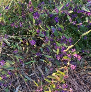 Hardenbergia violacea at Hackett, ACT - 7 Sep 2024