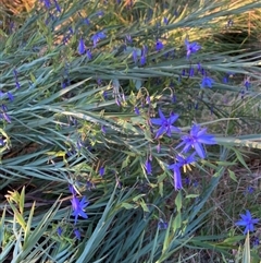 Stypandra glauca (Nodding Blue Lily) at Hackett, ACT - 9 Sep 2024 by waltraud