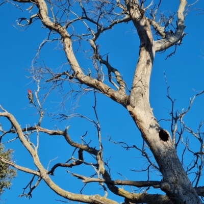 Callocephalon fimbriatum (Gang-gang Cockatoo) at O'Malley, ACT - 8 Sep 2024 by Mike