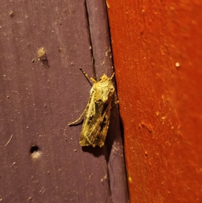 Agrotis munda (Brown Cutworm) at Captains Flat, NSW - 8 Sep 2024 by Csteele4