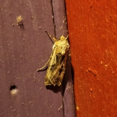 Agrotis munda at Captains Flat, NSW - suppressed