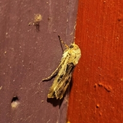 Agrotis munda at Captains Flat, NSW - suppressed