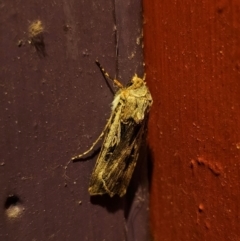 Agrotis munda at Captains Flat, NSW - suppressed