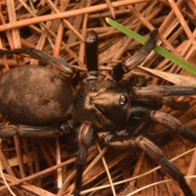 Stanwellia sp. (genus) (Trapdoor Spider) at Isaacs, ACT - 28 Apr 2024 by NateKingsford