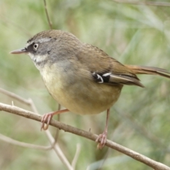 Sericornis frontalis (White-browed Scrubwren) at Tallong, NSW - 7 Sep 2024 by Curiosity