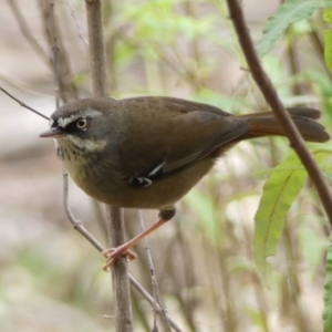 Sericornis frontalis at Tallong, NSW - 7 Sep 2024