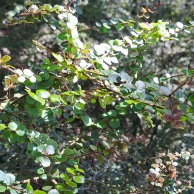 Pittosporum multiflorum (Orange Thorn) at Marshall Mount, NSW - 1 Sep 2024 by RalphArn