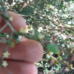 Pittosporum multiflorum (Orange Thorn) at Marshall Mount, NSW - 1 Sep 2024 by RalphArn