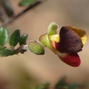 Bossiaea buxifolia at Tallong, NSW - 7 Sep 2024