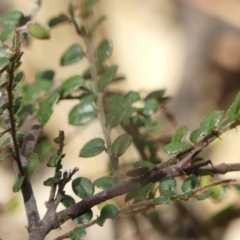 Bossiaea buxifolia at Tallong, NSW - 7 Sep 2024