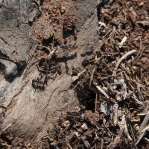 Papyrius sp. (genus) at Hall, ACT - suppressed