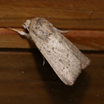 Leucania uda (A Noctuid moth) at Freshwater Creek, VIC - 3 May 2021 by WendyEM