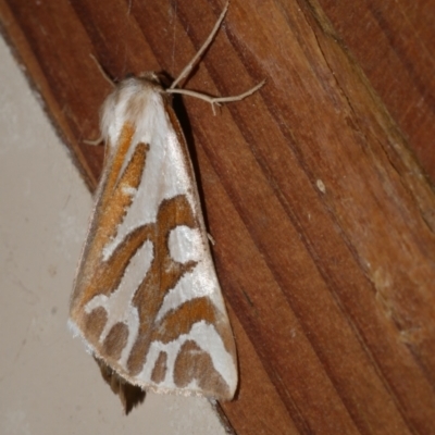 Thalaina inscripta (Mitre Satin Moth) at Freshwater Creek, VIC - 5 May 2021 by WendyEM