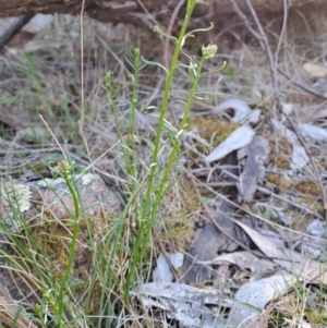 Stackhousia monogyna at Fadden, ACT - 9 Sep 2024 10:14 AM