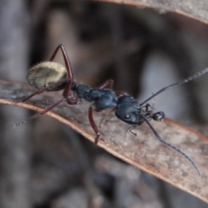 Camponotus suffusus at Yarralumla, ACT - 7 Sep 2024 11:10 AM