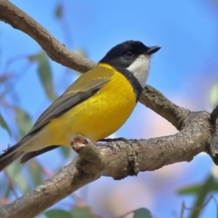 Pachycephala pectoralis (Golden Whistler) at Walla Walla, NSW - 8 Sep 2024 by MichaelWenke