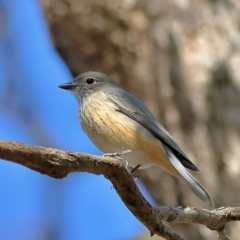 Pachycephala rufiventris (Rufous Whistler) at Walla Walla, NSW - 8 Sep 2024 by Trevor