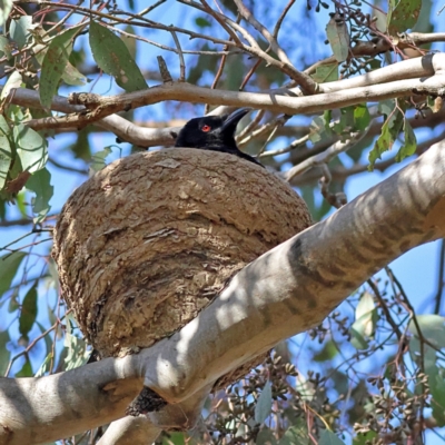 Corcorax melanorhamphos (White-winged Chough) at Walla Walla, NSW - 8 Sep 2024 by Trevor