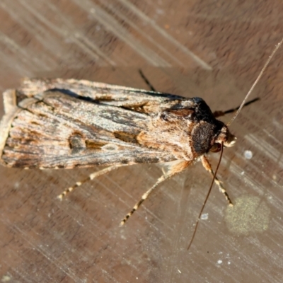 Agrotis munda (Brown Cutworm) at Moruya, NSW - 8 Sep 2024 by LisaH