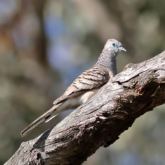 Geopelia placida (Peaceful Dove) at Walla Walla, NSW - 8 Sep 2024 by MichaelWenke