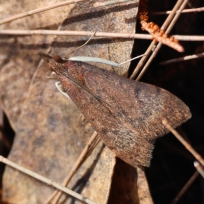 Uresiphita ornithopteralis at Moruya, NSW - 8 Sep 2024 by LisaH