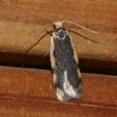 Hoplostega ochroma (a Eulechria Group moth) at Freshwater Creek, VIC - 10 May 2021 by WendyEM