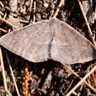 Taxeotis perlinearia (Spring Taxeotis) at Moruya, NSW - 8 Sep 2024 by LisaH