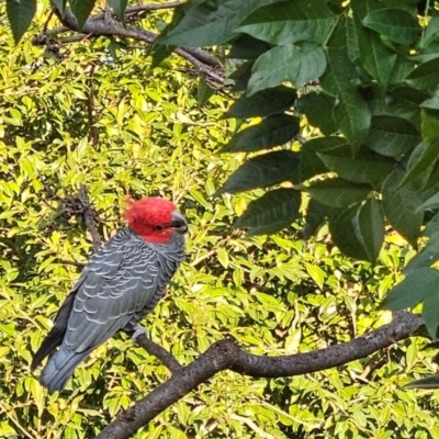 Callocephalon fimbriatum (Gang-gang Cockatoo) at Cook, ACT - 21 Apr 2023 by Jennybach